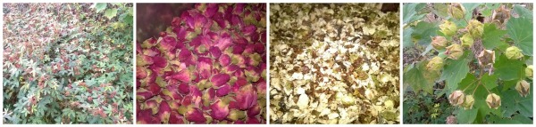 chinese-herbal-medicines-dublin